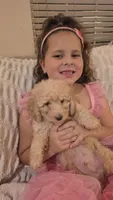 Rusty, a male Miniature Goldendoodle for sale in Orange Park, FL – 1 of 1