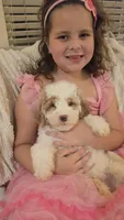Acorn, a male Miniature Goldendoodle for sale in Orange Park, FL – 1 of 1