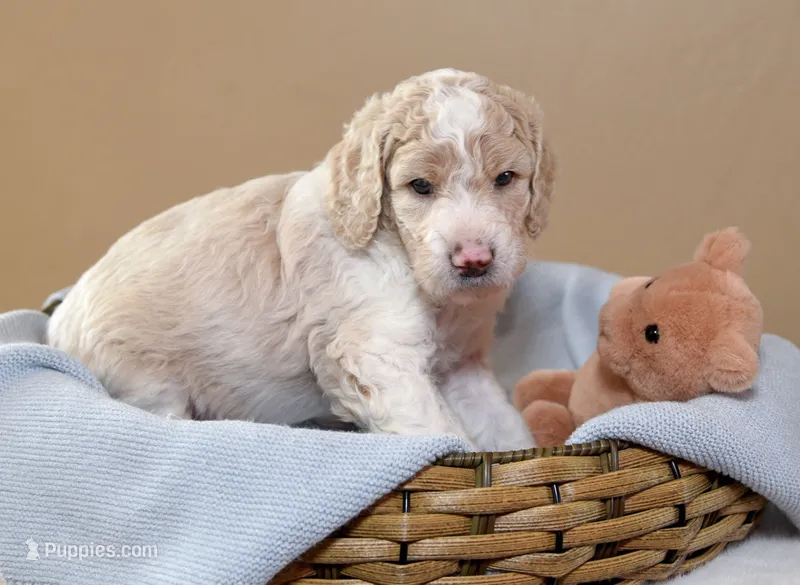 Sky – Goldendoodle puppy for sale in Idaho Falls, ID
