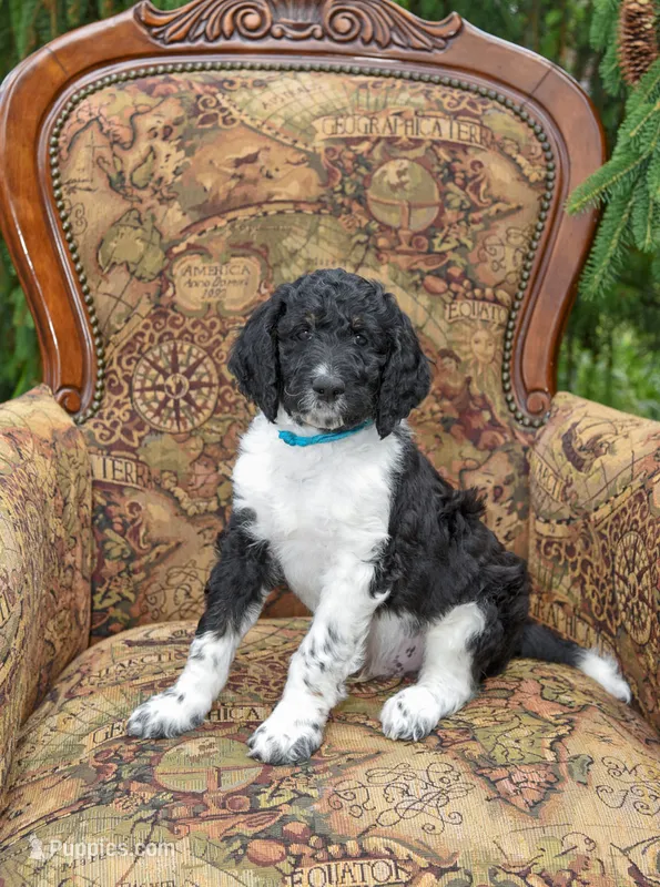 Timber – Goldendoodle puppy for sale in Idaho Falls, ID