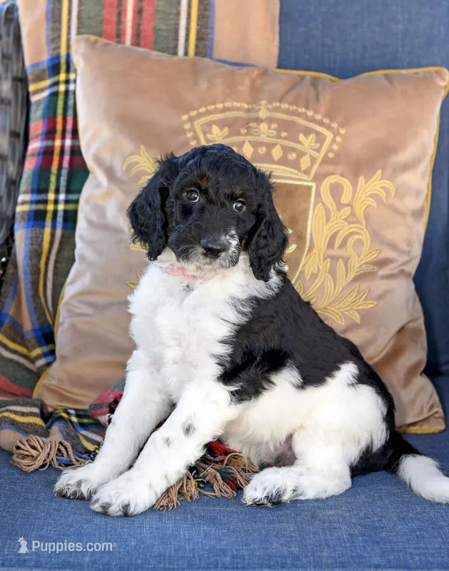 Luna – Goldendoodle puppy for sale in Idaho Falls, ID