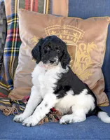Luna, a female Goldendoodle for sale in Idaho Falls, ID – 3 of 10