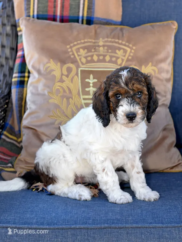Flora – Goldendoodle puppy for sale in Idaho Falls, ID