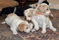 Lake, a male Goldendoodle for sale in Idaho Falls, ID – 7 of 10