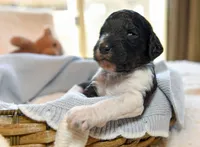 Timber, a male Goldendoodle for sale in Idaho Falls, ID – 1 of 5