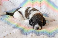 Rocky, a male Goldendoodle for sale in Idaho Falls, ID – 2 of 7