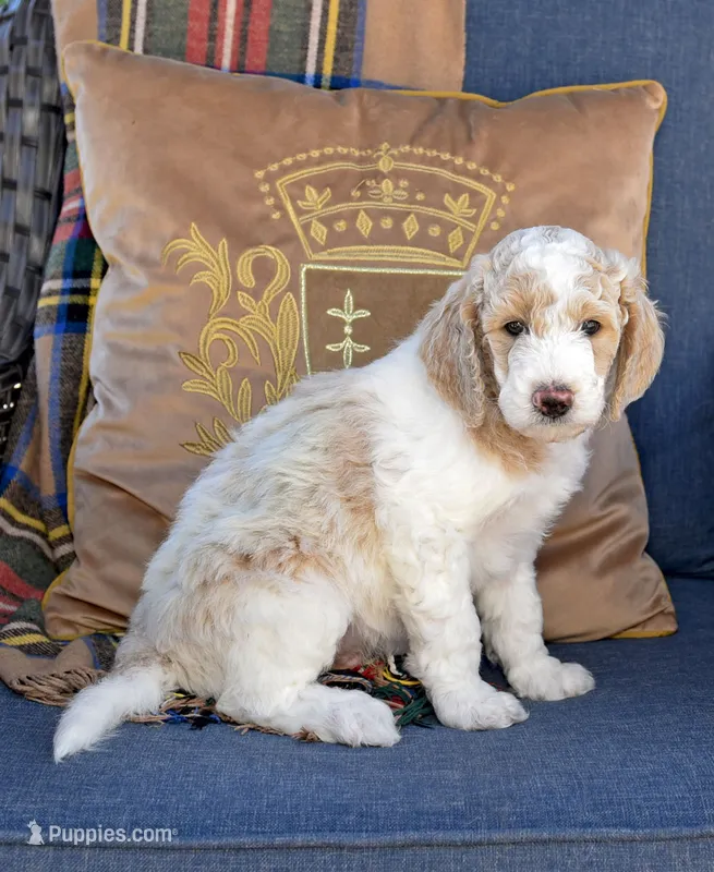 Lake – Goldendoodle puppy for sale in Idaho Falls, ID
