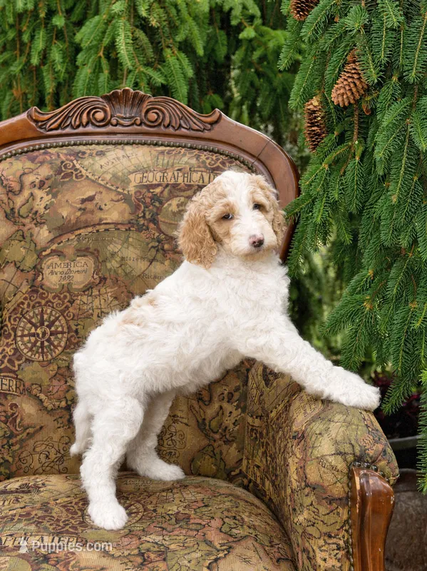 Sunny – Goldendoodle puppy for sale in Idaho Falls, ID