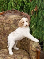 Sunny, a female Goldendoodle for sale in Idaho Falls, ID – 2 of 10