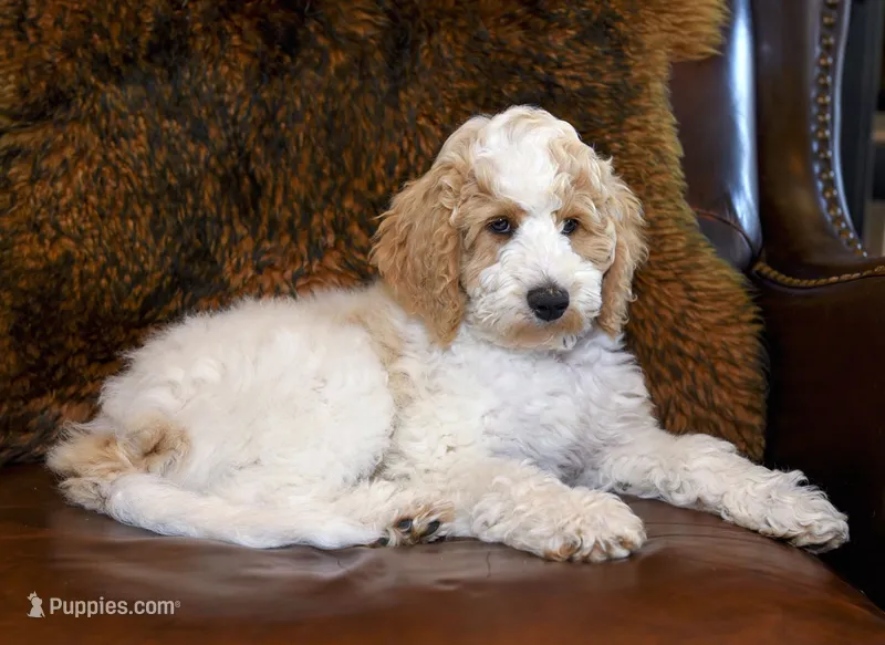Leaf – Goldendoodle puppy for sale in Idaho Falls, ID