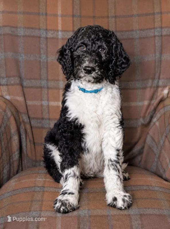 Timber – Goldendoodle puppy for sale in Idaho Falls, ID
