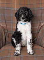 Timber, a male Goldendoodle for sale in Idaho Falls, ID – 1 of 10