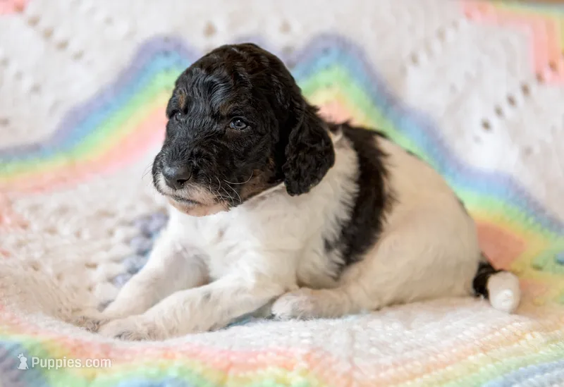 Bear – Goldendoodle puppy for sale in Idaho Falls, ID