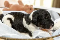 Bear, a male Goldendoodle for sale in Idaho Falls, ID – 2 of 5