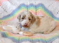 Sunny, a female Goldendoodle for sale in Idaho Falls, ID – 2 of 7