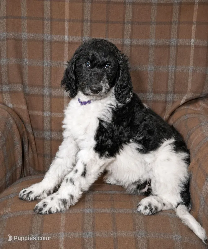 Luna – Goldendoodle puppy for sale in Idaho Falls, ID