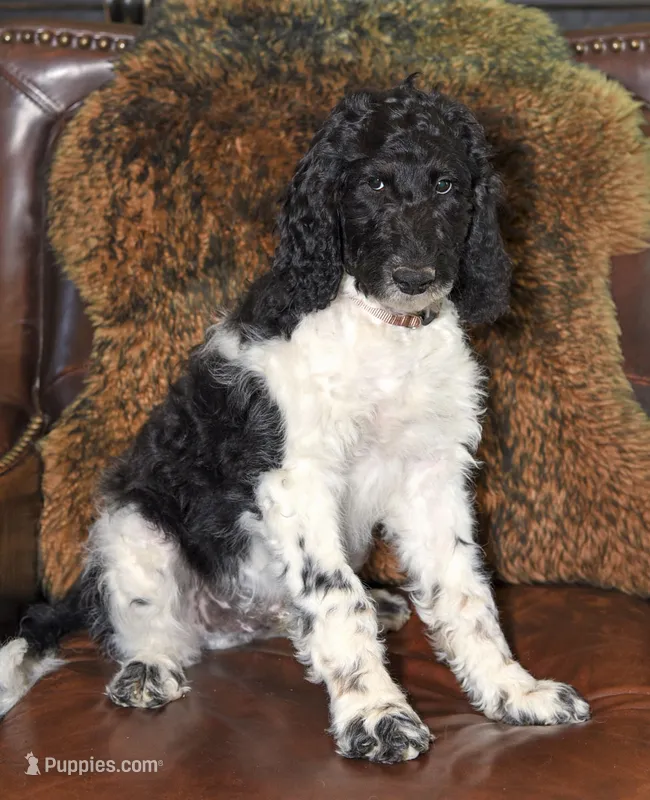 Bear – Goldendoodle puppy for sale in Idaho Falls, ID