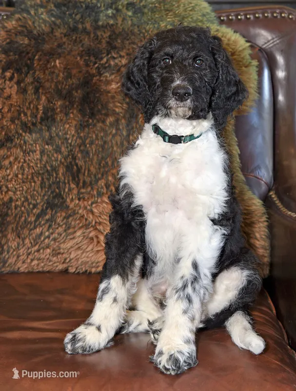 Timber – Goldendoodle puppy for sale in Idaho Falls, ID