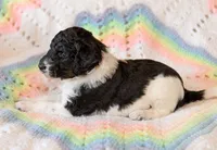 Luna, a female Goldendoodle for sale in Idaho Falls, ID – 3 of 6
