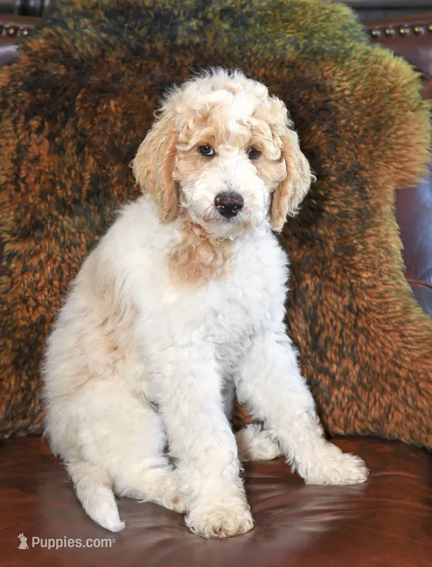 Lake – Goldendoodle puppy for sale in Idaho Falls, ID