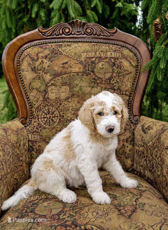 Lake – Goldendoodle puppy for sale in Idaho Falls, ID