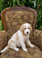 Lake, a male Goldendoodle for sale in Idaho Falls, ID – 2 of 10