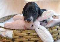Luna, a female Goldendoodle for sale in Idaho Falls, ID – 4 of 6