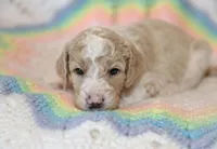 Sky, a male Goldendoodle for sale in Idaho Falls, ID – 2 of 7