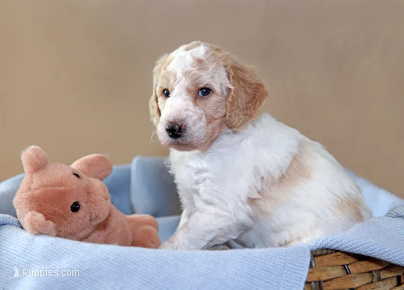 River – Goldendoodle puppy for sale in Idaho Falls, ID