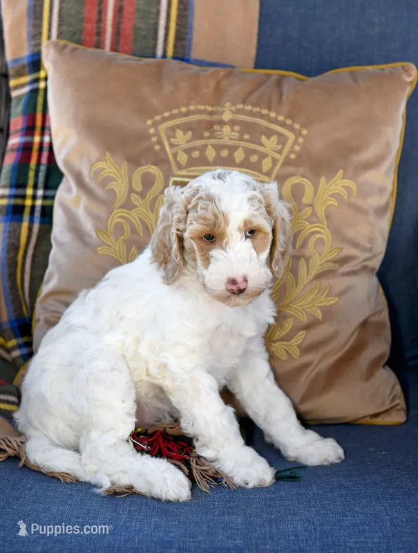 Sunny – Goldendoodle puppy for sale in Idaho Falls, ID