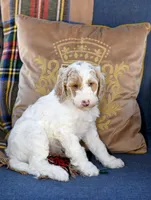 Sunny, a female Goldendoodle for sale in Idaho Falls, ID – 3 of 10
