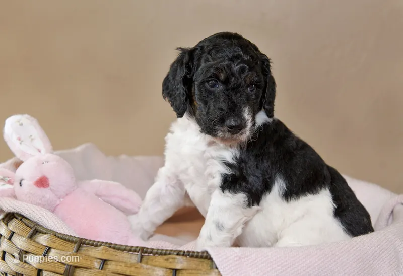 Luna – Goldendoodle puppy for sale in Idaho Falls, ID