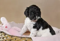 Luna, a female Goldendoodle for sale in Idaho Falls, ID – 4 of 10