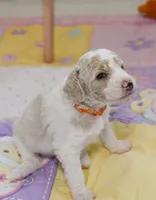 Lake, a male Goldendoodle for sale in Idaho Falls, ID – 3 of 6