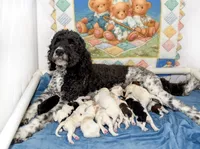 Leaf, a male Goldendoodle for sale in Idaho Falls, ID – 6 of 7