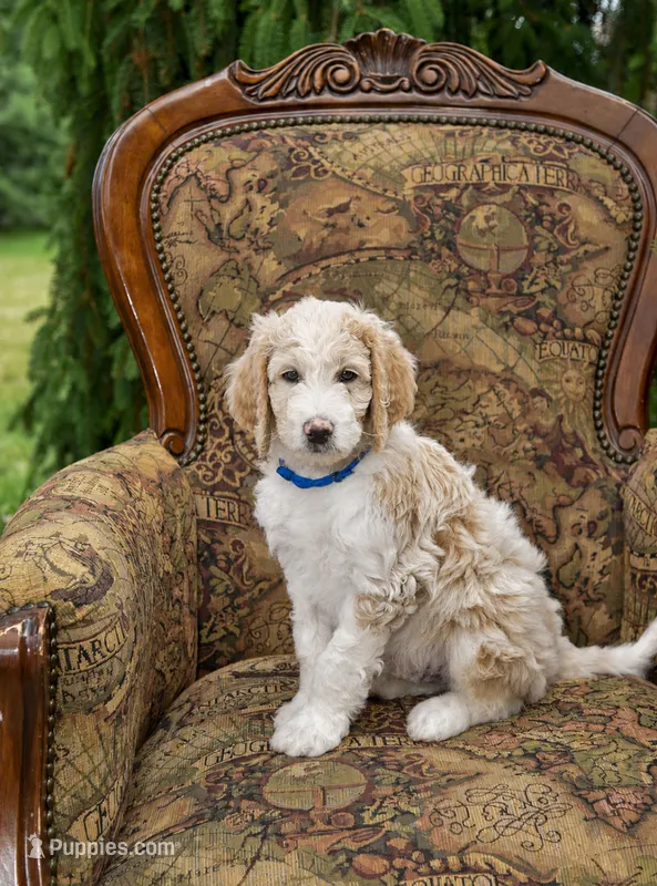 Sky – Goldendoodle puppy for sale in Idaho Falls, ID