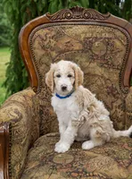 Sky, a male Goldendoodle for sale in Idaho Falls, ID – 2 of 10