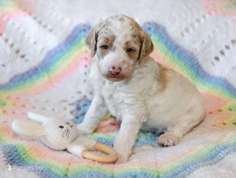 Sunny – Goldendoodle puppy for sale in Idaho Falls, ID