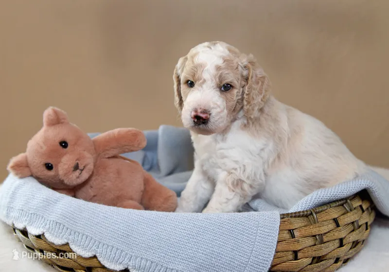Lake – Goldendoodle puppy for sale in Idaho Falls, ID