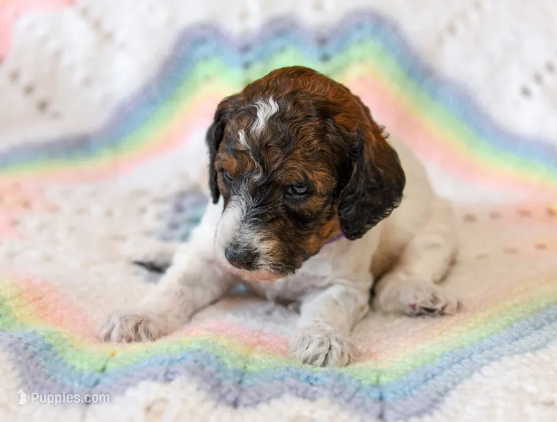 Flora, a female Goldendoodle for sale in Idaho Falls, ID – 1 of 6