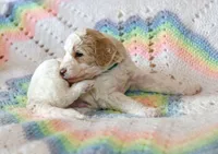 Forest, a male Goldendoodle for sale in Idaho Falls, ID – 2 of 8