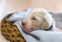 River, a male Goldendoodle for sale in Idaho Falls, ID – 3 of 6