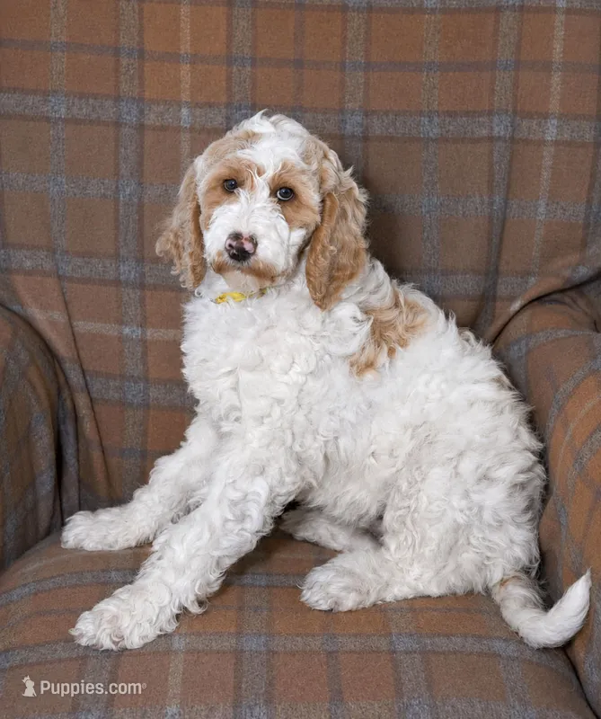 Sunny – Goldendoodle puppy for sale in Idaho Falls, ID