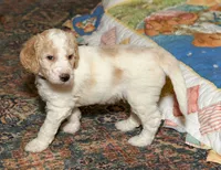 Leaf, a male Goldendoodle for sale in Idaho Falls, ID – 7 of 10