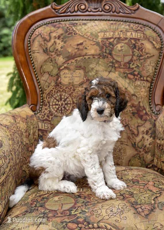 Flora – Goldendoodle puppy for sale in Idaho Falls, ID