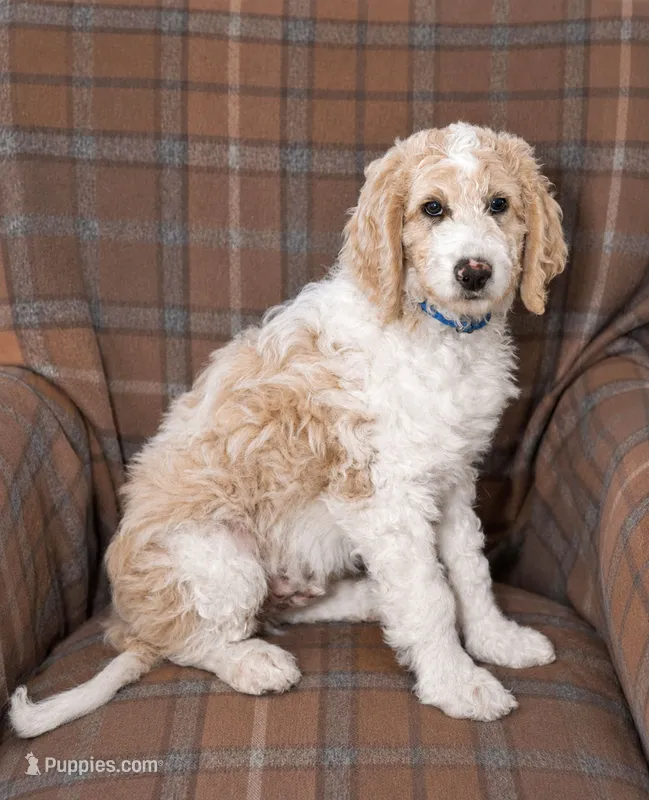 Sky – Goldendoodle puppy for sale in Idaho Falls, ID