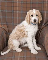 Sky, a male Goldendoodle for sale in Idaho Falls, ID – 1 of 10