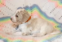 Lake, a male Goldendoodle for sale in Idaho Falls, ID – 2 of 6
