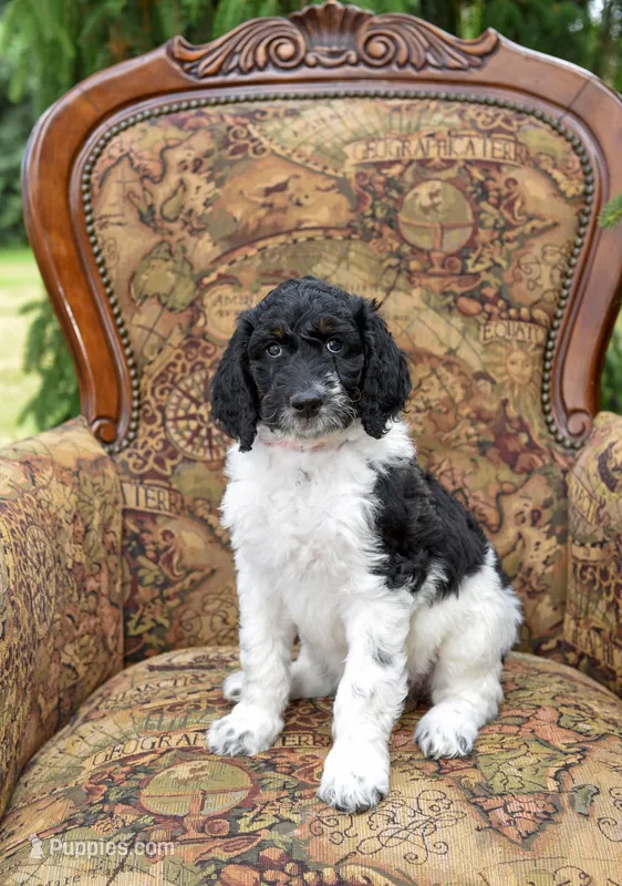 Luna – Goldendoodle puppy for sale in Idaho Falls, ID