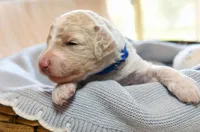 Sky, a male Goldendoodle for sale in Idaho Falls, ID – 4 of 7